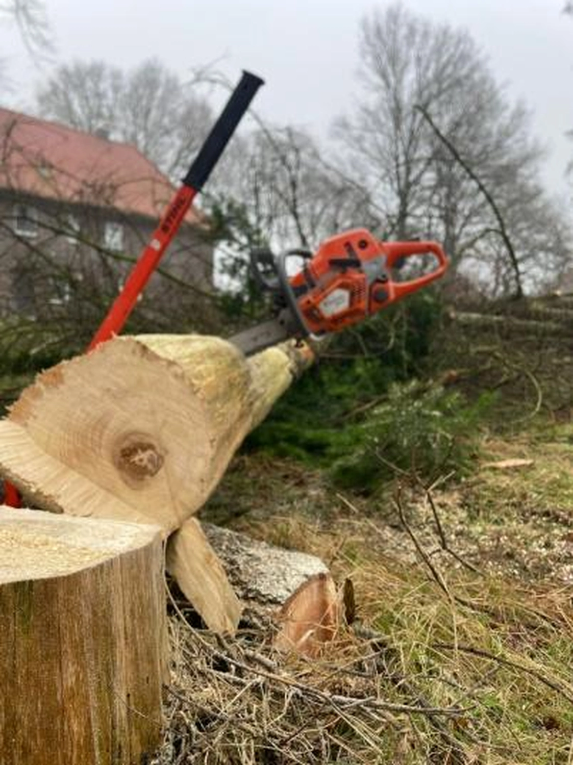 Corvin Stief – Garten- und Baumpflege, land- und forstwirtschaftliche Dienstleistungen - Baumfällung