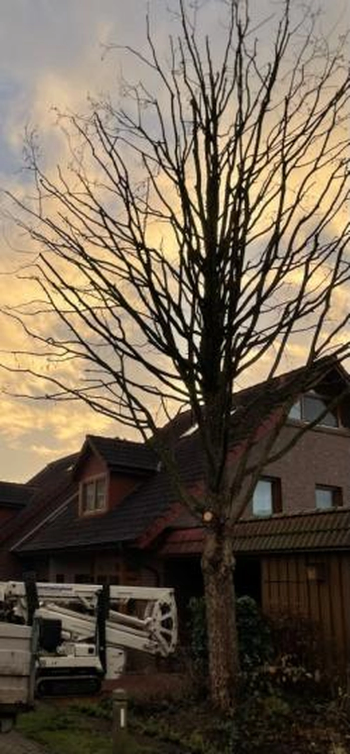 Corvin Stief – Garten- und Baumpflege, land- und forstwirtschaftliche Dienstleistungen - Baumfällung