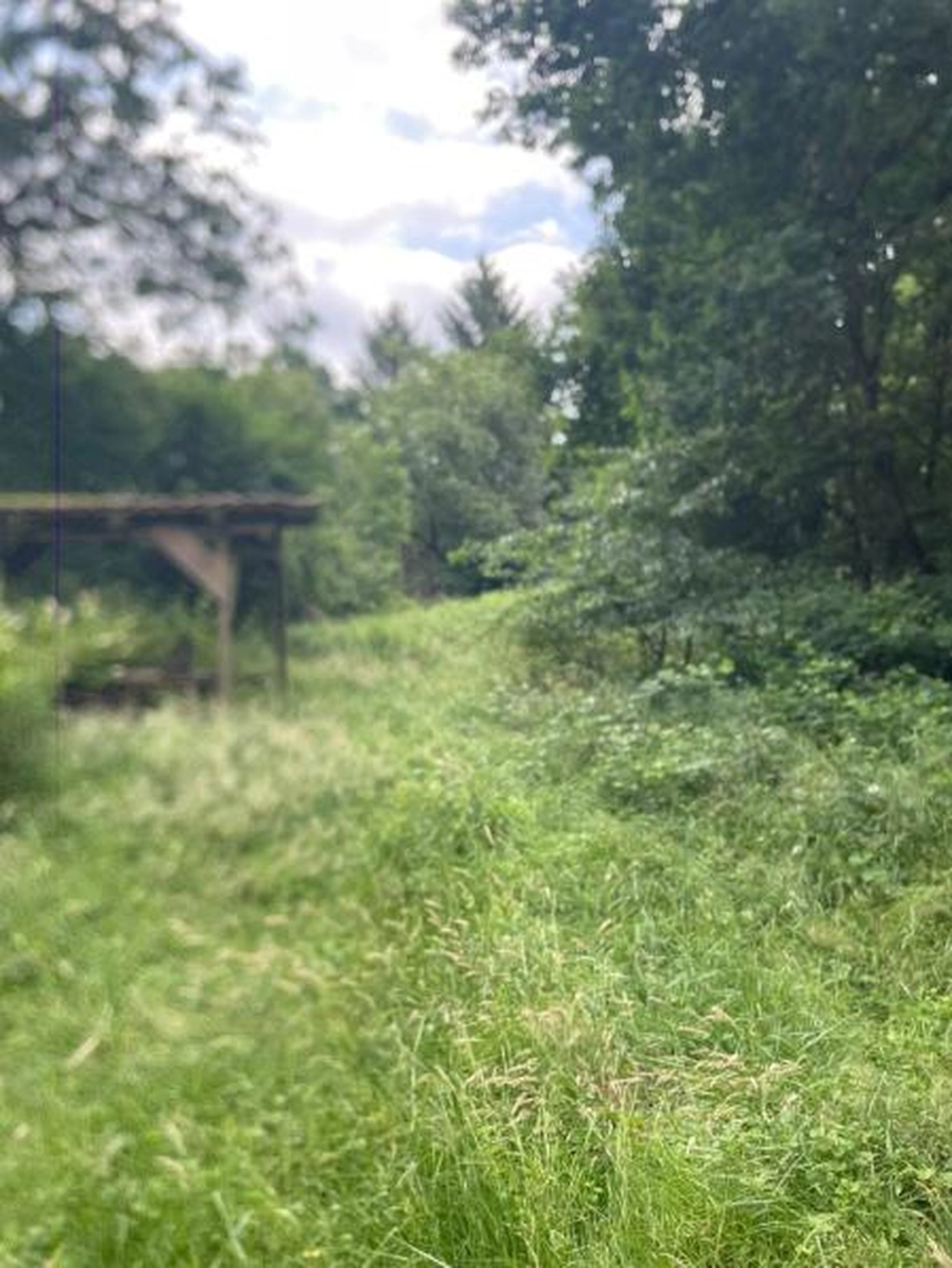 Corvin Stief – Garten- und Baumpflege, land- und forstwirtschaftliche Dienstleistungen - Grünpflegearbeiten